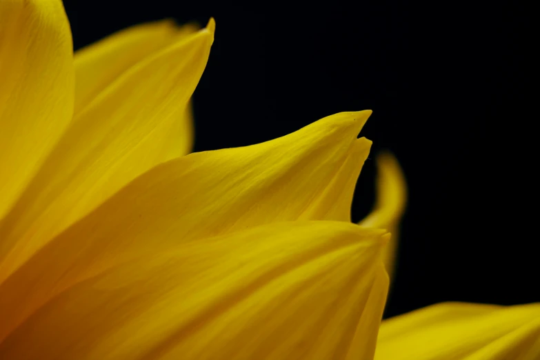 a close up of a yellow flower on a black background, a macro photograph, by David Simpson, unsplash, curved, helianthus flowers, 2022 photograph, medium format. soft light