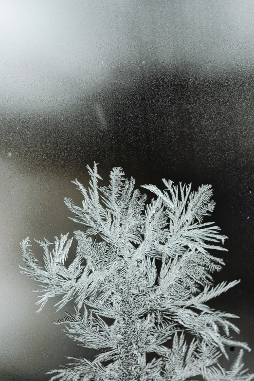 a close up of a snowflake on a window, a black and white photo, inspired by Arthur Burdett Frost, unsplash, twirling glowing sea plants, pine tree, mat collishaw, 1960s color photograph