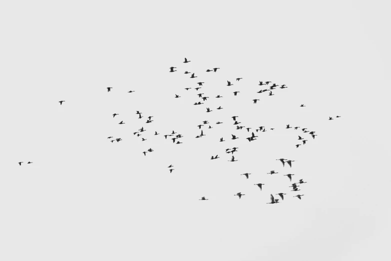 a flock of birds flying in the sky, by Matija Jama, pexels, minimalism, black on white paper, birds eye view, pins, hunting