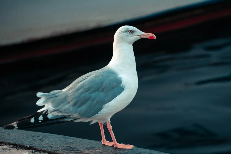 a seagull standing on a ledge next to a body of water, pexels contest winner, arabesque, albino, in australia, grey, 3 5 mm slide