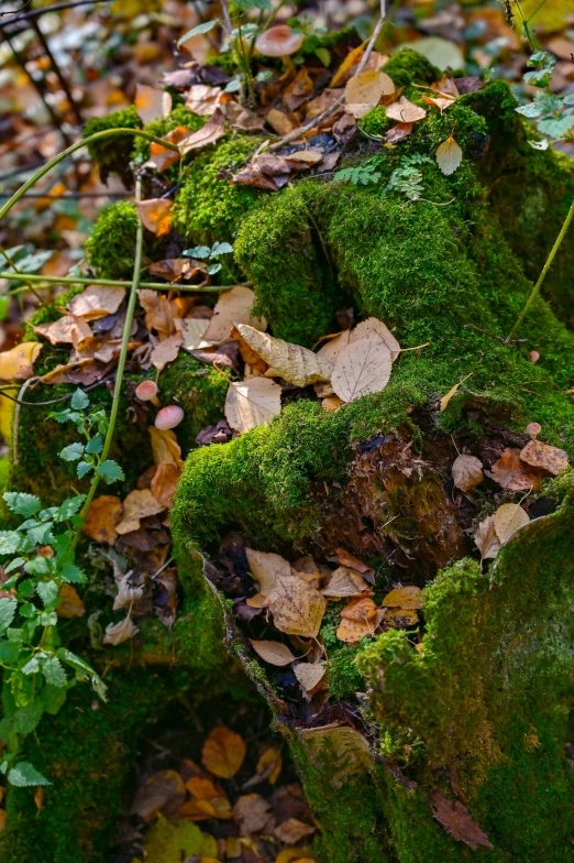 a teddy bear sitting on top of a moss covered rock, autumn colour oak trees, buttress tree roots, slide show, overgrown ivy plants