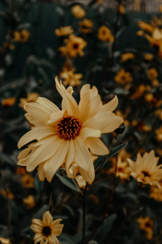 a bunch of yellow flowers in a field, inspired by Elsa Bleda, trending on unsplash, portrait mode photo, dark. no text, soft pale golden skin, hyper - detailed color photo