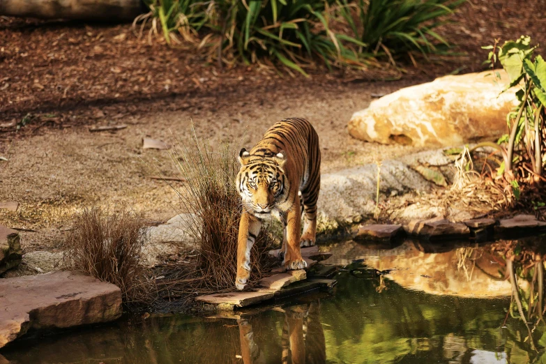 a tiger standing next to a body of water, dreamworld, winter sun, parks and gardens, “ iron bark