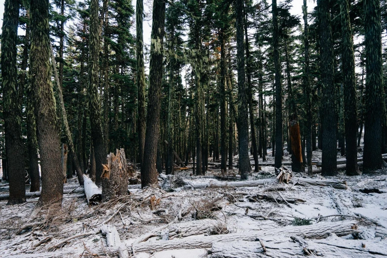 a forest filled with lots of trees covered in snow, unsplash, land art, desiccated, black fir, debris on ground, 2000s photo