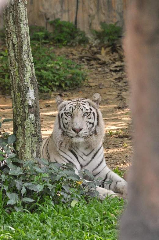 a white tiger sitting on top of a lush green field, kuala lumpur, sitting under a tree, taken in silver dollar city, staring at viewer