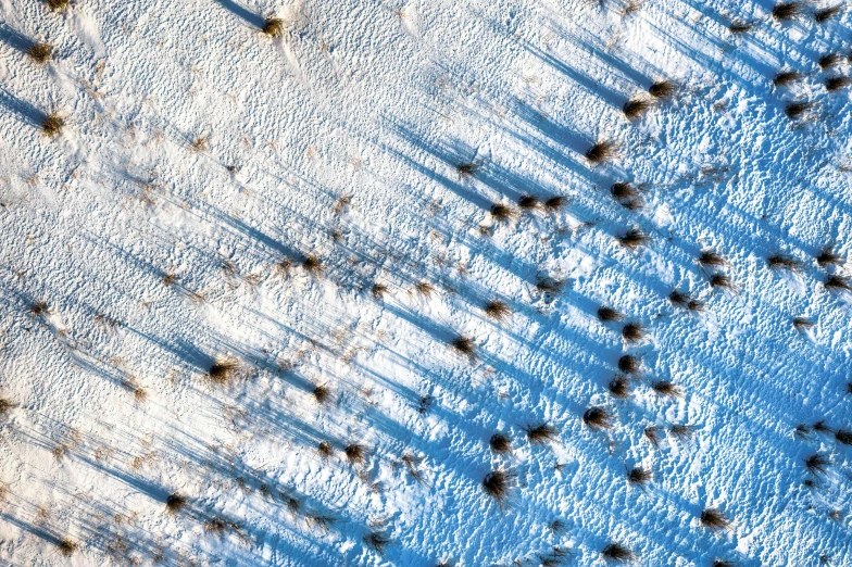 a group of birds that are standing in the snow, a microscopic photo, land art, mars aerial photography, strong shadows), long spikes, some sunlight ray