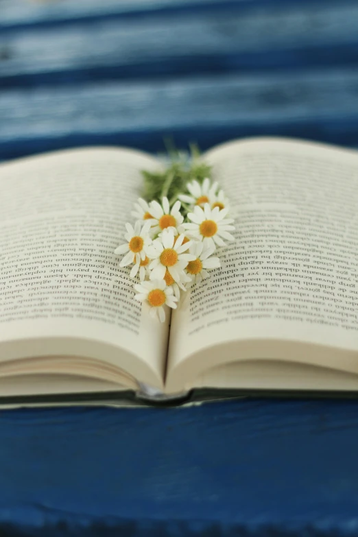 an open book sitting on top of a blue table, daisies, flannel flower, flowers growing out of its head