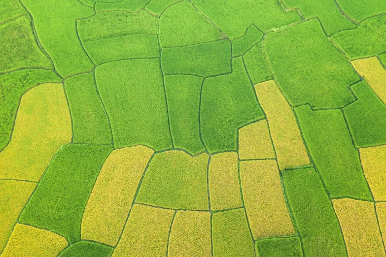 an aerial view of a green and yellow field, by Yasushi Sugiyama, vietnam, square, fine art print