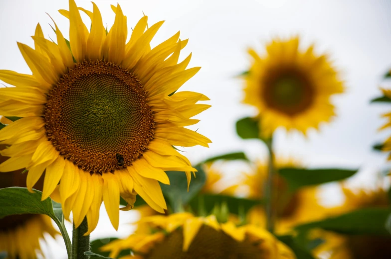 a field of sunflowers on a cloudy day, a portrait, pexels, fan favorite, slide show, various sizes, white