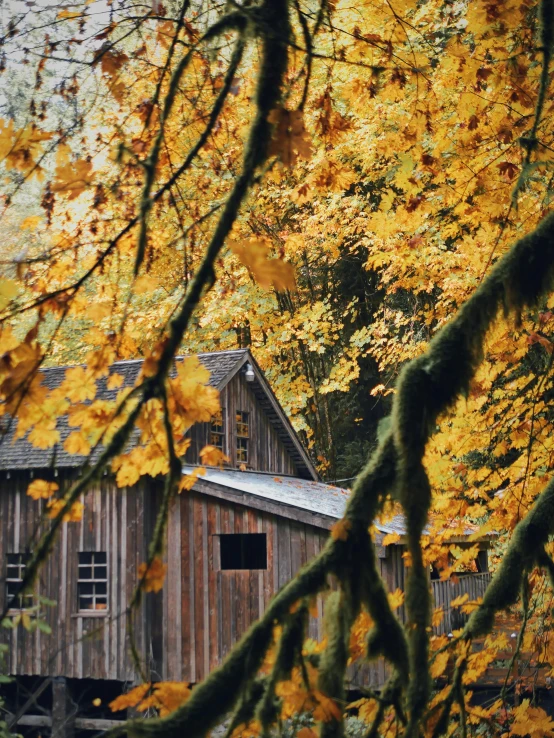 a cabin sitting in the middle of a forest, by Jessie Algie, pexels contest winner, visual art, gold leaves, mill, 2 5 6 x 2 5 6 pixels, medium close up shot