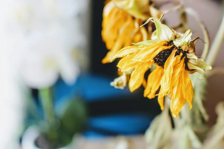 a close up of a flower in a vase, rusted metal and sunflowers, dried petals, looking sad, yellow and blue