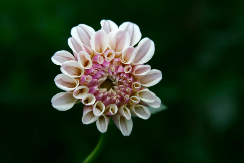 a close up of a flower on a stem, unsplash, arabesque, albino dwarf, dahlias, high definition photo, flattened