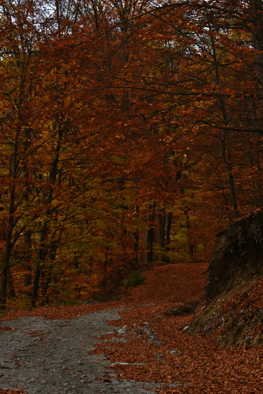 a red fire hydrant sitting in the middle of a forest, by Hristofor Žefarović, baroque, panoramic shot, earth colors, landslide road, today\'s featured photograph 4k