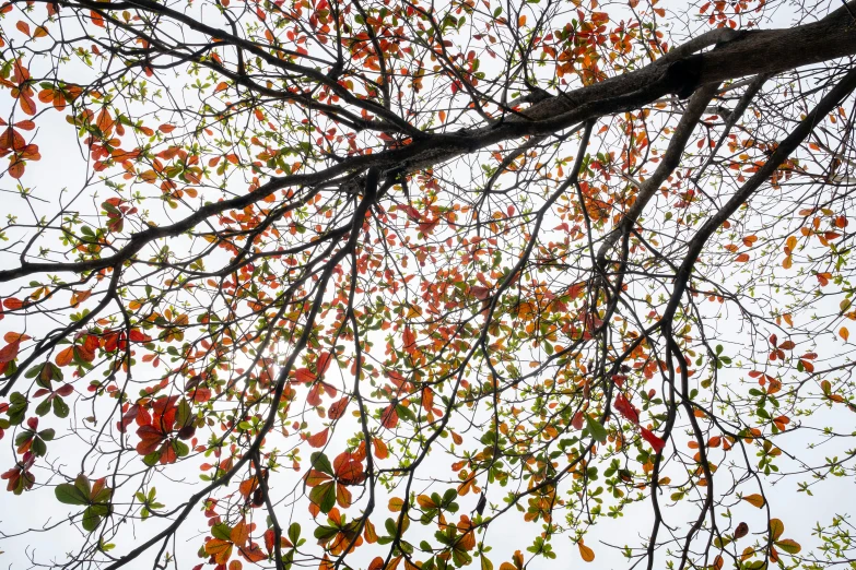 a tree with lots of red and green leaves, by Carey Morris, pexels, visual art, looking up onto the sky, gray and orange colours, with a white background, overhanging branches