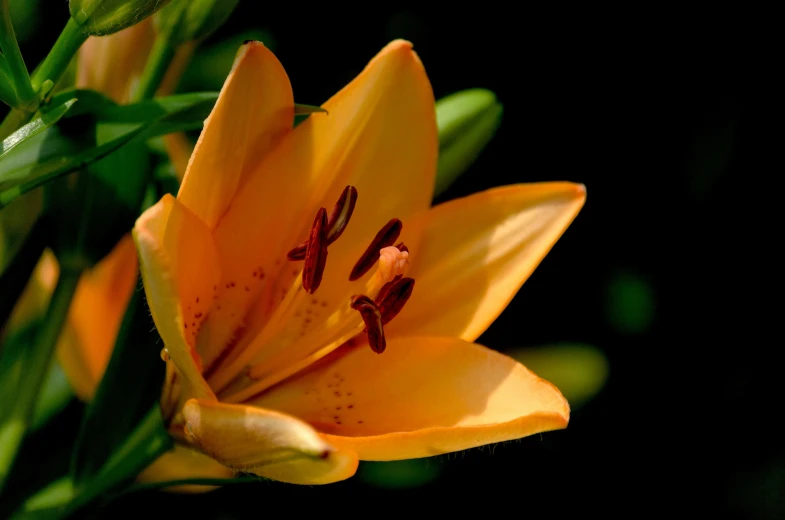 a close up of a flower with a black background, by David Simpson, pexels, lily flowers, sunny amber morning light, a quaint, highly realistic”