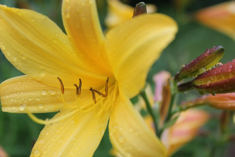 a yellow flower with water droplets on it, by David Simpson, unsplash, lily flowers, lynn varley, slide show, hazy