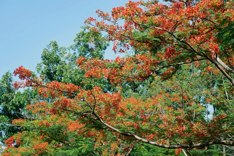 a red fire hydrant sitting on top of a lush green field, by Gwen Barnard, hurufiyya, kuntilanak on bayan tree, teal and orange colours, tropical flower plants, overhanging branches