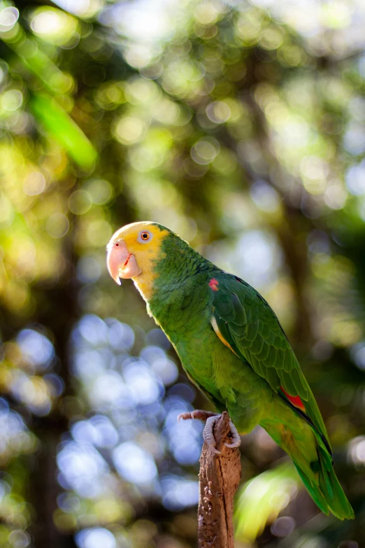 a green parrot sitting on top of a tree branch, yellow beak, lush surroundings, puerto rico, guide