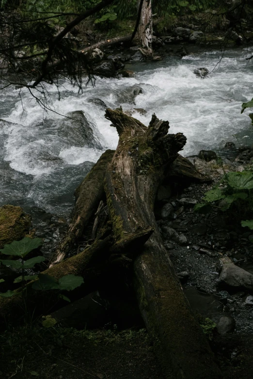 a stream running through a forest filled with trees, an album cover, pexels contest winner, hurufiyya, tree stump, white water rapids, low quality photo, grey