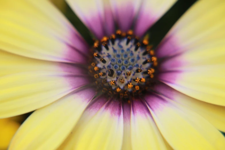 a close up of a yellow and purple flower, pexels contest winner, white and purple, highly microdetailed, bird eye view, cosmos