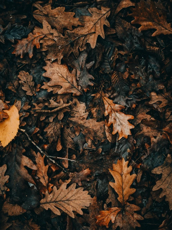 a close up of leaves on the ground, an album cover, trending on unsplash, visual art, brown, multiple stories, nordic forest colors, thumbnail