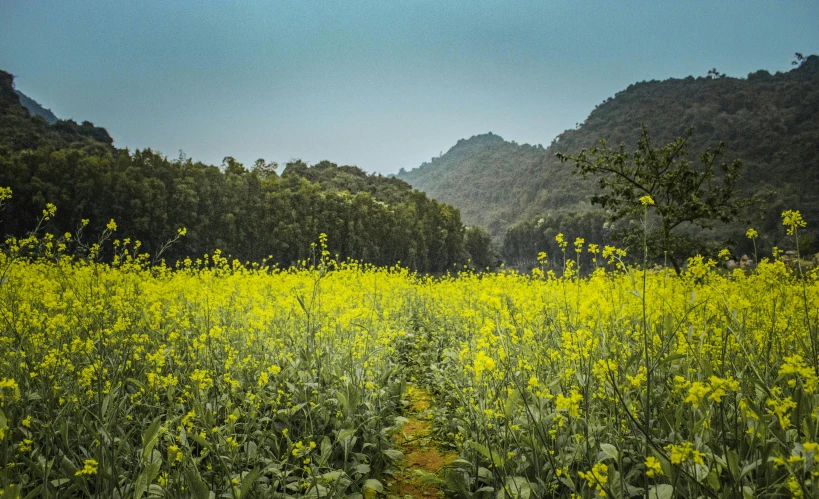 a field of yellow flowers with mountains in the background, by Yasushi Sugiyama, pexels contest winner, guwahati, lush forests, cinematic silk road lanscape, grey