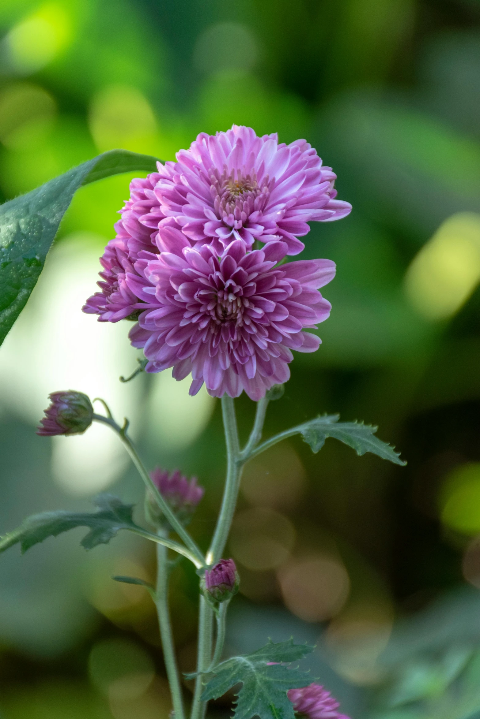 a close up of a purple flower with green leaves, chrysanthemums, tall shot, lush surroundings, softly - lit