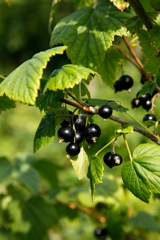 a bunch of black berries hanging from a tree, in the spotlight, hestiasula head, carefully crafted, mint