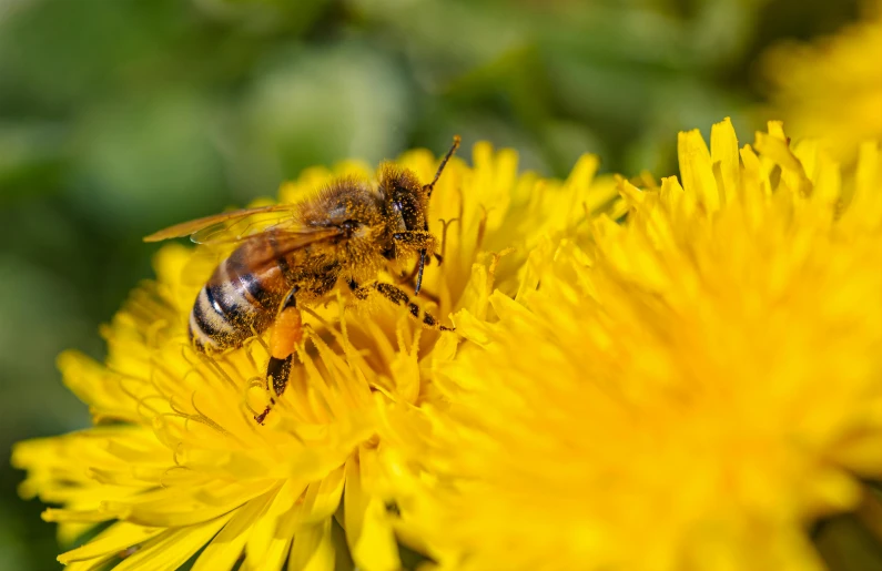 a bee sitting on top of a yellow flower, dandelions, slide show, paul barson, stockphoto