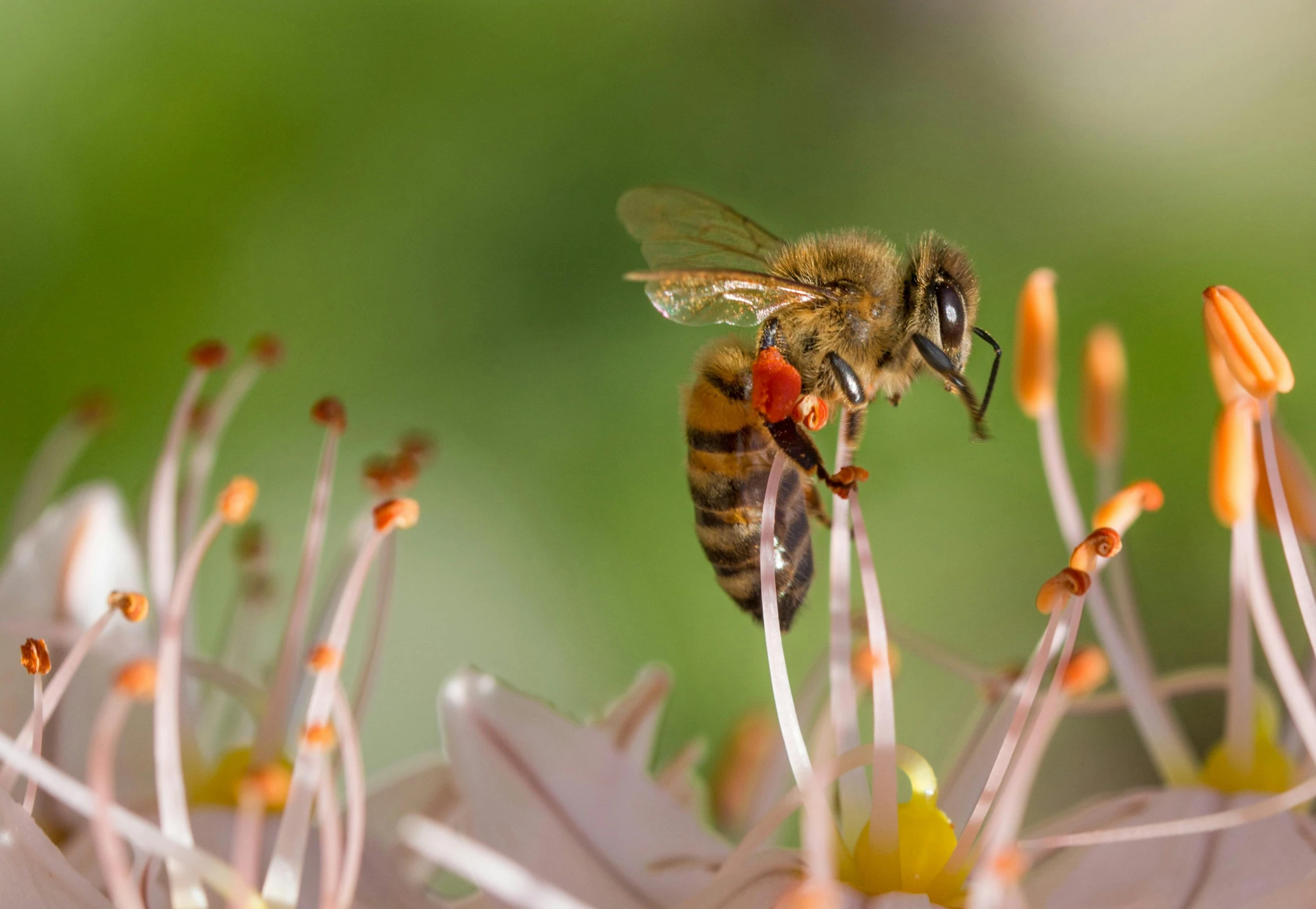 a close up of a bee on a flower, pexels contest winner, figuration libre, brown, islamic, 15081959 21121991 01012000 4k, australian