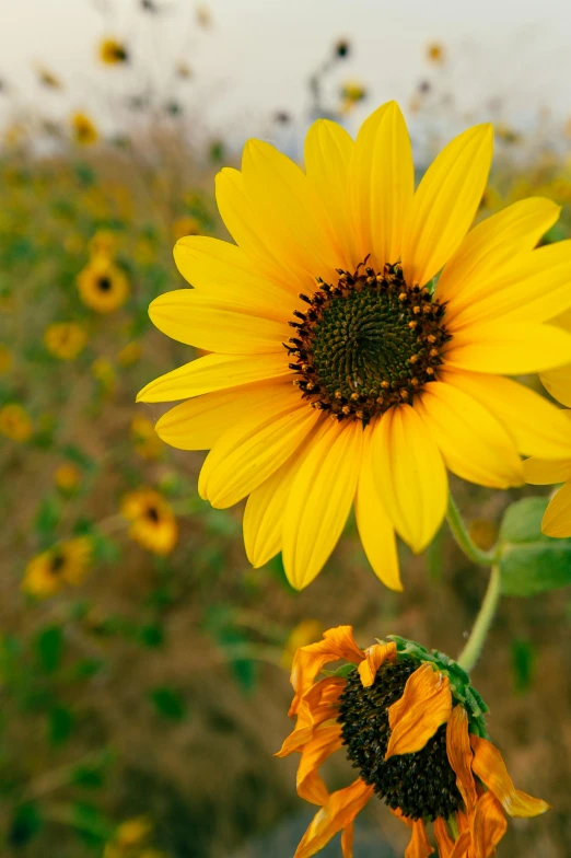 a close up of a sunflower in a field, standing in a field with flowers, uncrop, yellow and charcoal, slide show