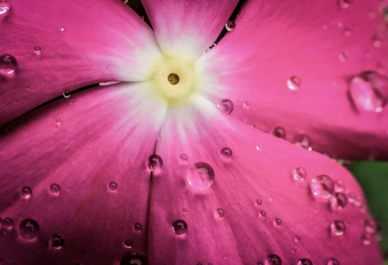 a close up of a pink flower with water droplets, a macro photograph, by Jan Rustem, pexels contest winner, view from below, morning glory flowers, 4k detail post processing, verbena