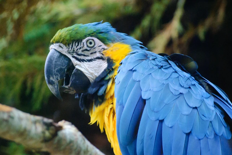 a blue and yellow parrot sitting on top of a tree branch, a portrait, pexels contest winner, hurufiyya, 🦩🪐🐞👩🏻🦳, avatar image