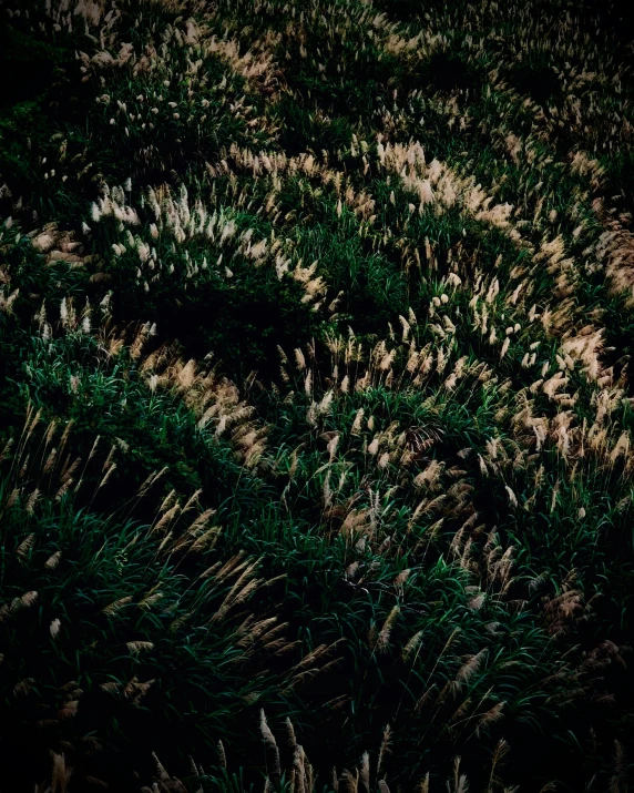 a fire hydrant sitting on top of a lush green field, an album cover, inspired by Elsa Bleda, hurufiyya, stylized grass texture, ignant, in a dark forest low light, bill henson