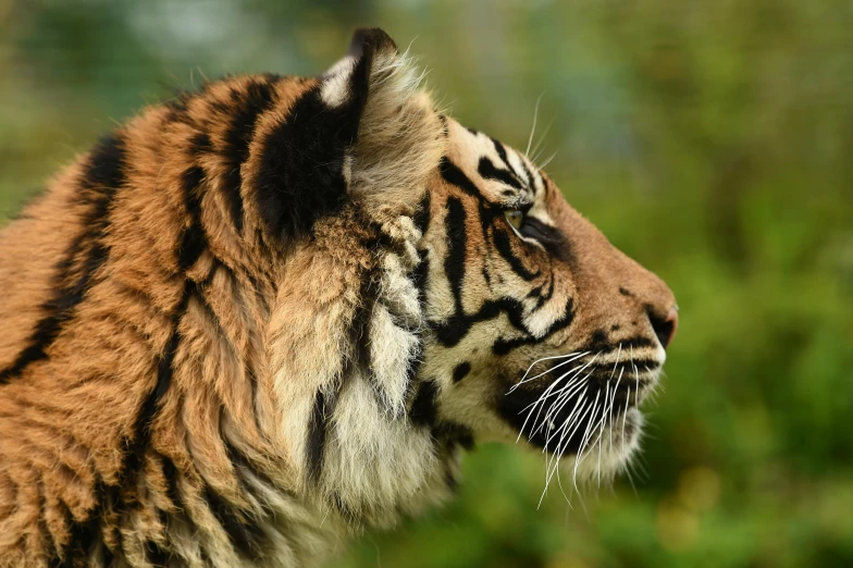 a close up of a tiger's face with trees in the background, a picture, unsplash, sumatraism, side view profile, aged 2 5, looking off into the distance, taken in the late 2010s
