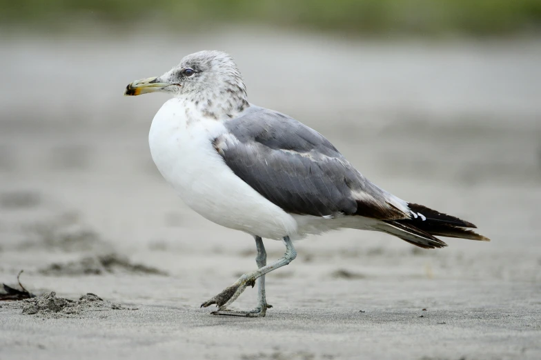 a close up of a bird on a beach, white and grey, 2 arms and 2 legs, round portruding chin, old male