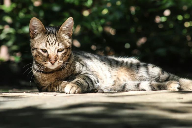 a cat that is laying down on the ground, by Gwen Barnard, unsplash, on a hot australian day, dappled, various posed, portrait mode photo