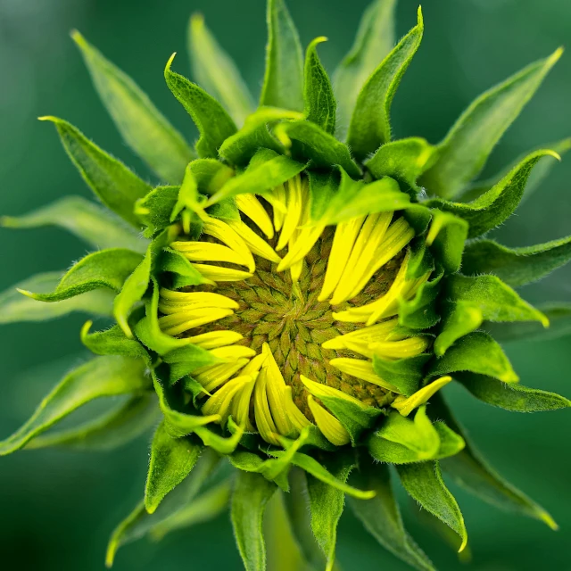 a close up of a sunflower with a green background, by Jan Rustem, unsplash, sprouting, symmetrical detail, shot on sony a 7, a high angle shot