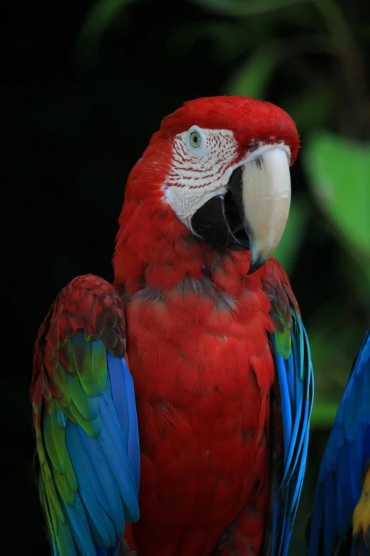 two colorful parrots sitting next to each other, a portrait, flickr, blue or red, paul barson, amazonian, 2010s