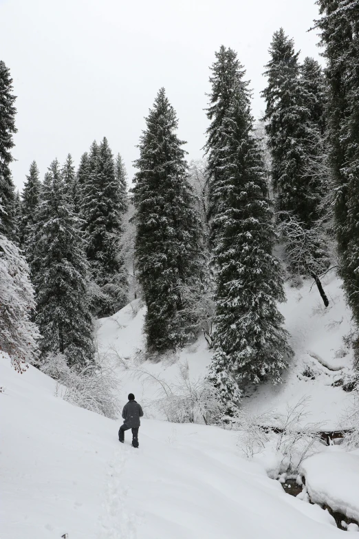 a person that is standing in the snow, les nabis, tall large trees, turkey, walking to the right, black fir