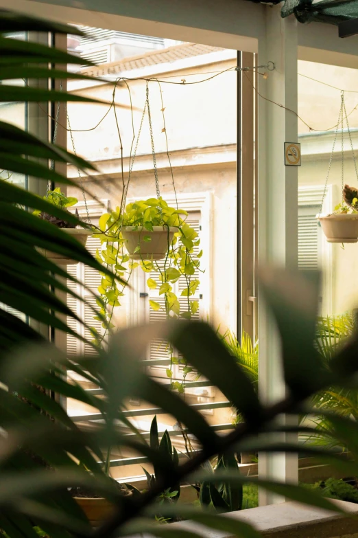 a room filled with lots of potted plants, inspired by Elsa Bleda, unsplash, light and space, view through window, fan favorite, cats and plants, evening sunlight