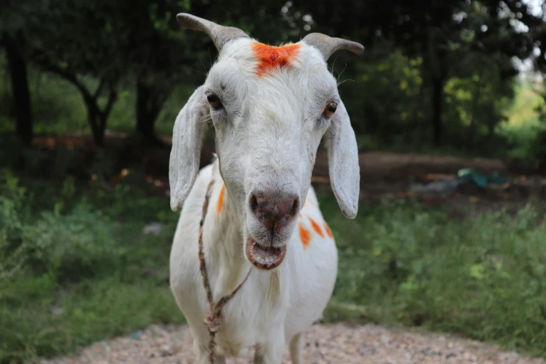 a close up of a goat on a dirt road, white and orange, vastayan, tie-dye, frontal