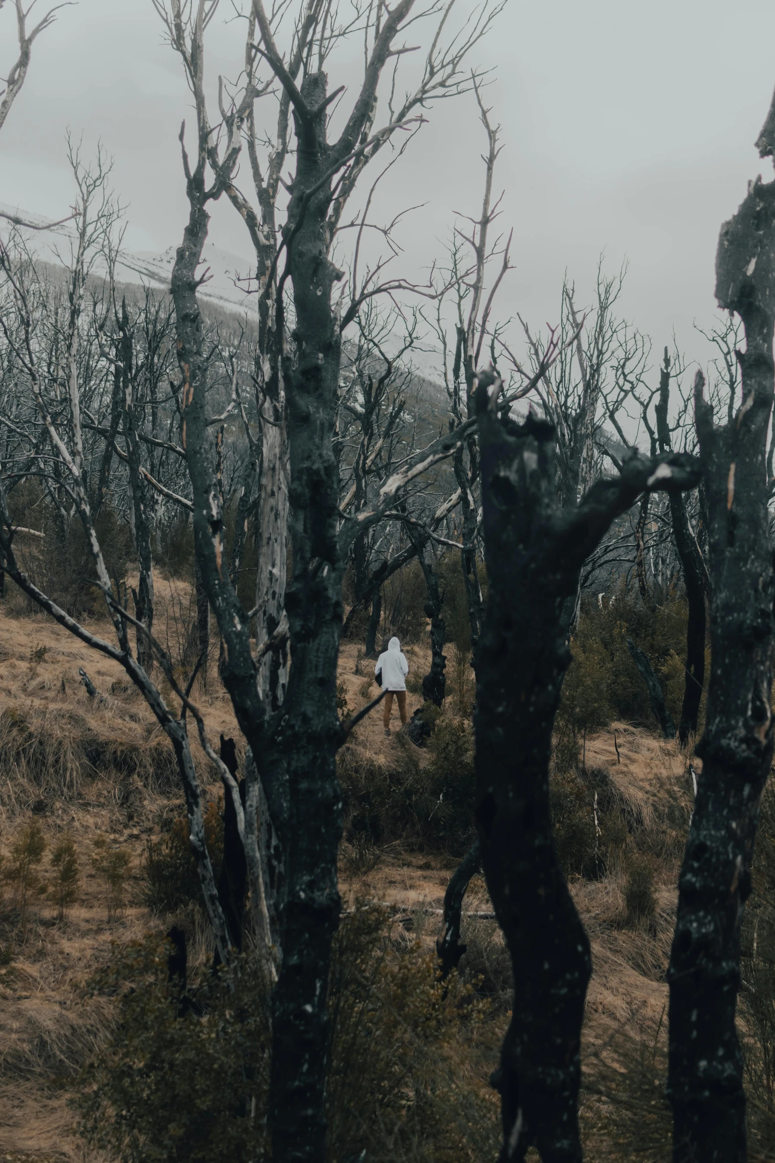 a couple of people that are standing in the dirt, an album cover, unsplash contest winner, australian tonalism, fallen trees, girl walking on mountain, film still from horror movie, on trees