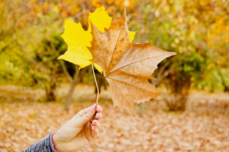 a person holding a leaf in their hand, pexels, fan favorite, yellow, sycamore, 15081959 21121991 01012000 4k
