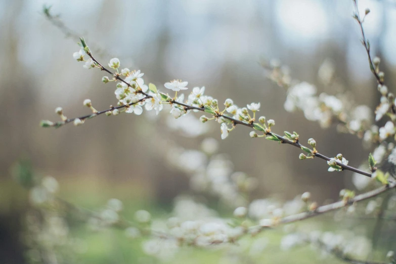 a close up of a branch of a tree with white flowers, inspired by Elsa Bleda, trending on unsplash, hasselblad film bokeh, willows, early spring, alessio albi