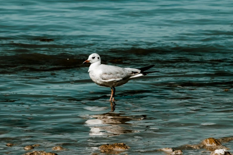a bird that is standing in the water, standing on a beach