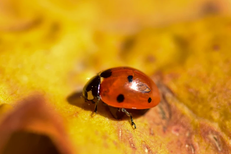 a ladybug sitting on top of a yellow leaf, by Jan Rustem, visual art, low iso, reddish, decoration, brown