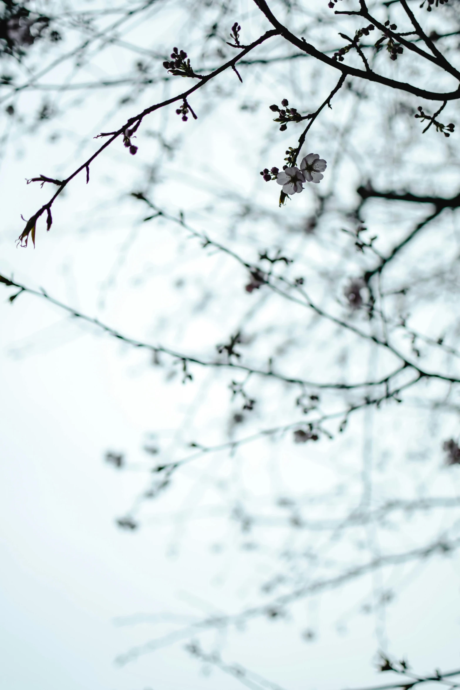 a bird sitting on top of a tree branch, an album cover, inspired by Elsa Bleda, unsplash, cherry blossums, white sky, cold winter, small depth of field