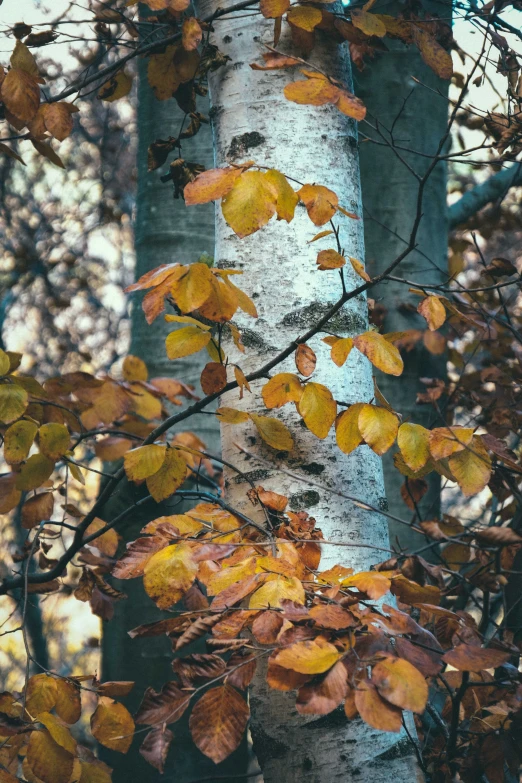 a close up of a tree with leaves on it, a photo, inspired by Elsa Bleda, unsplash, baroque, birches, a wooden