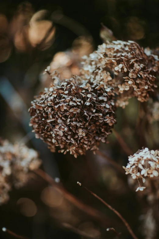 a close up of a bunch of flowers, a macro photograph, inspired by Elsa Bleda, trending on unsplash, tonalism, withering autumnal forest, brown ) ), seeds, very crispy